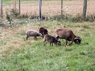 Moutons de Soay pour l'écopâturage au gîte le Benouchon