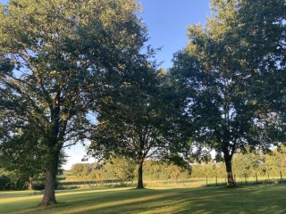 Arbres et sérénité dans le parc du gîte le Benouchon