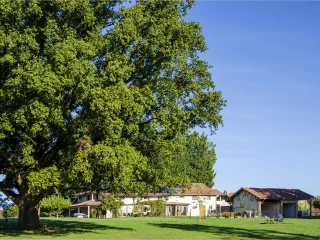 Grand chêne du gîte le Benouchon et vue sur la maison